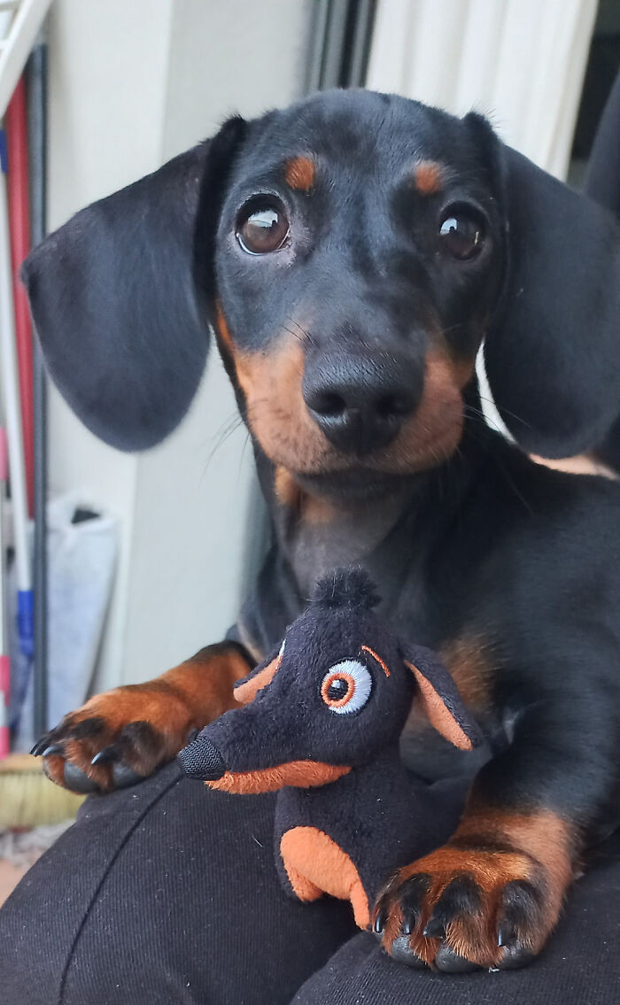 "Baby Dachshund With A Little Dachshund"