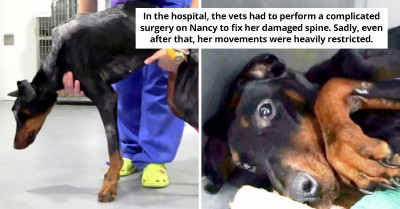 Despite Suffering Severe Abuse, This Dog Trudged Through An Entire Field Of Shattered Glass To Seek Help