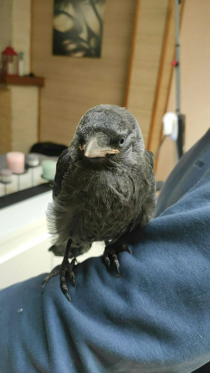 12. "My friend found a crow stuck in some cables at a neighbor's house and decided to adopt it. He gave it a chance to leave as well, but it decided to stay. Still looking for a name, though."