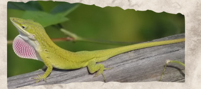 12 Green Animals That Blend Into Leaves, Reefs, and Forests