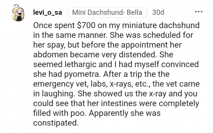 This dog was only constipated