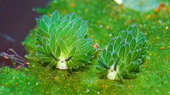 The sea sheep, Costasiella kuroshimae, can produce energy by stealing chlorophyll from algae and storing it in its leaf-like appendages, letting it use sunlight to survive.