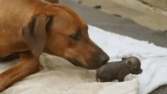 But some people were a bit worried because Paulinchen might think she's a dog. Since Ridgebacks are known to be aggressive, they feared she might attack the little one at some point.