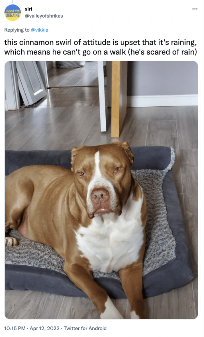 14. This cinnamon swirl is scared of the rain