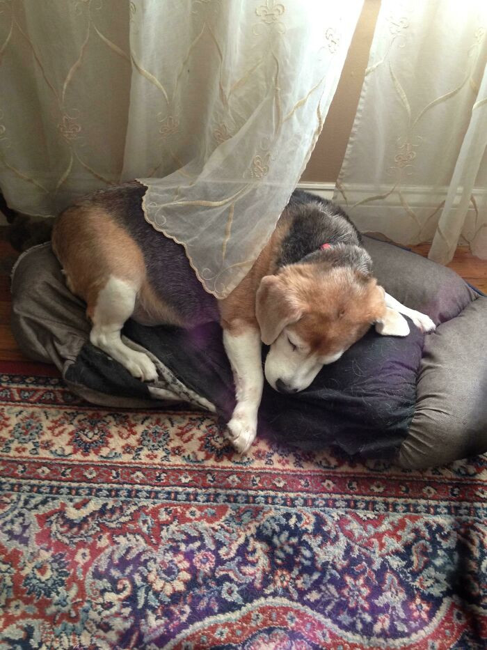 48. I’m Gonna Miss My Boy. My Camera Was A Little Messed Up At The Time, But I Hope This Fits Here. His Name Was Sparky!