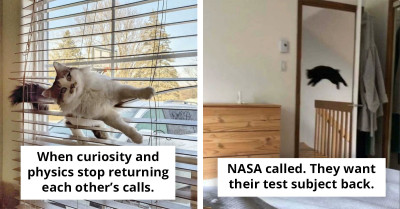 46 Crime Cats Caught Mid-Heist and Are Weirdly Proud of It