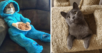 21 Cute Photos Of Cats Spread An Essential Weekly Dose Of Pawsitivity