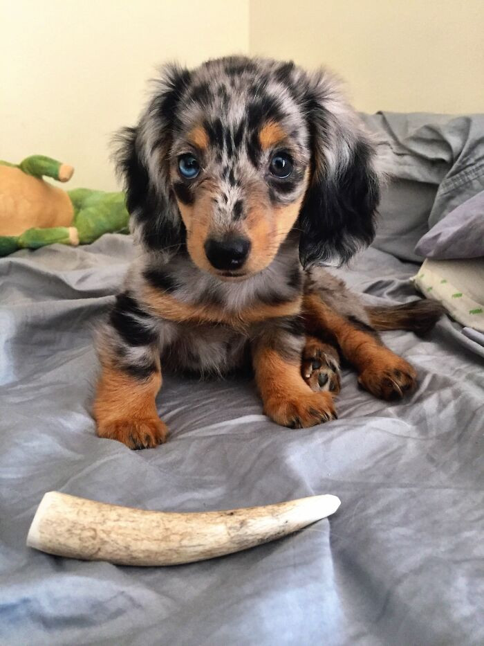 "This Is Terra, And She Was Born On Earth Day. She's A Longhaired Dapple Miniature Dachshund"