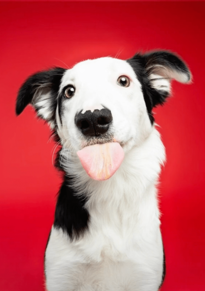 6. "Hi, I'm a Border Collie. You can train me to do almost anything."