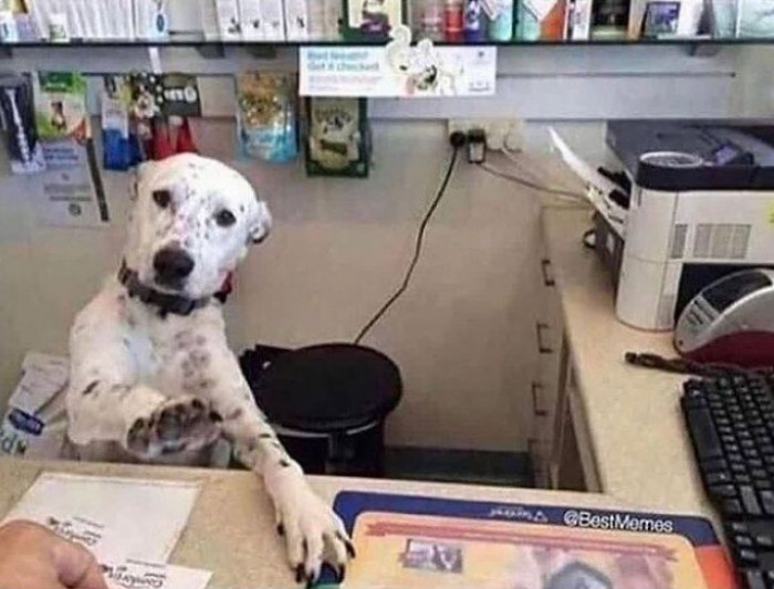 6. "Sir, if you want to get ruff, we can settle this in the barking lot."