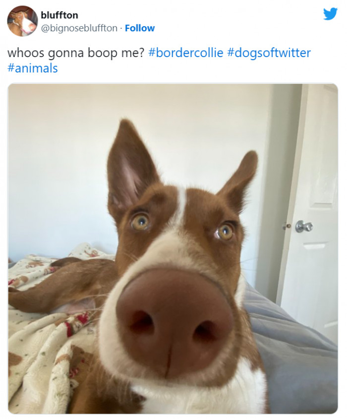 12. Anybody would boop that nose!