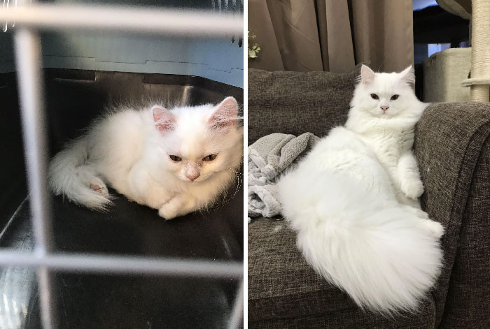 30 Before And After Pics Of Rescue Cats That Have Flourished Since Being Adopted (New Pics)
