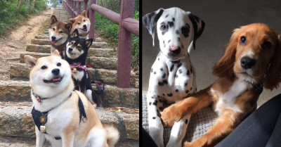 18 Pictures Of Unexpected Animal Friendships That Prove Animals Are Undefeated Friendship Champions