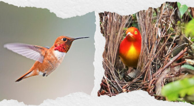 20 Orange Birds: Orioles, Thrushes, Hummingbirds, and More