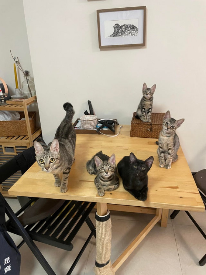 Reddit thread screenshot discussing rap album title ideas for a cat