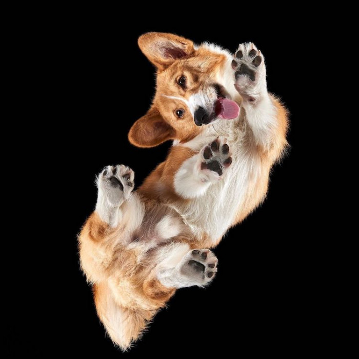 6. Now you know your furry buddies look good from all angles