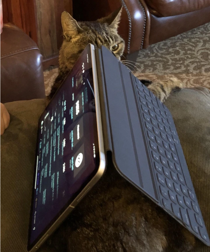 18. “Scrunchy likes to chill under my mom’s iPad.”