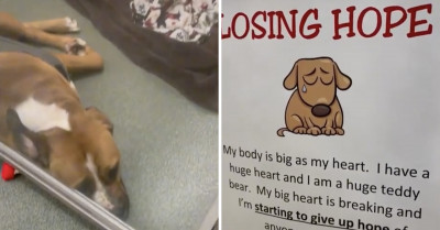 After Losing Hope in Getting Adopted and Going Viral with Her Heartbreaking Story, a Large-Breed Shelter Dog Is Finally in Her Forever Home