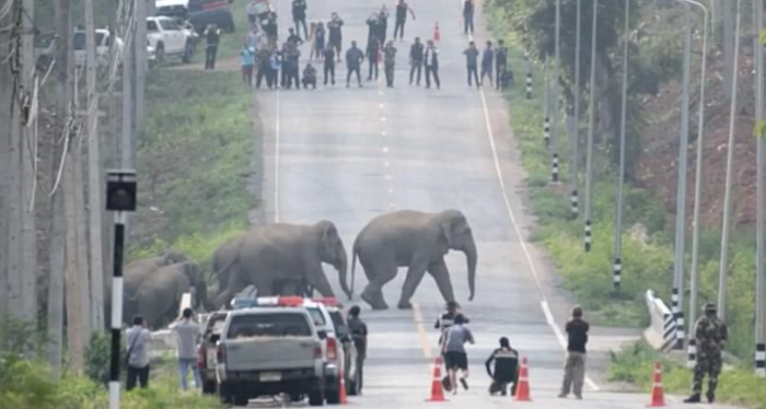 “More than 50 wild elephants crossed the highway. They were moving together from one part of the jungle to the other.”