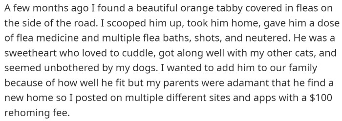 Recently, they found an orange tabby cat and wanted to keep him, but their parents insisted they rehome the cat: