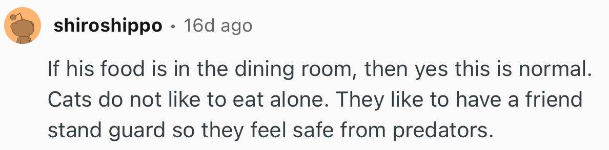 “Cats Like To Have A Friend Stand Guard So They Feel Safe From Predators.”