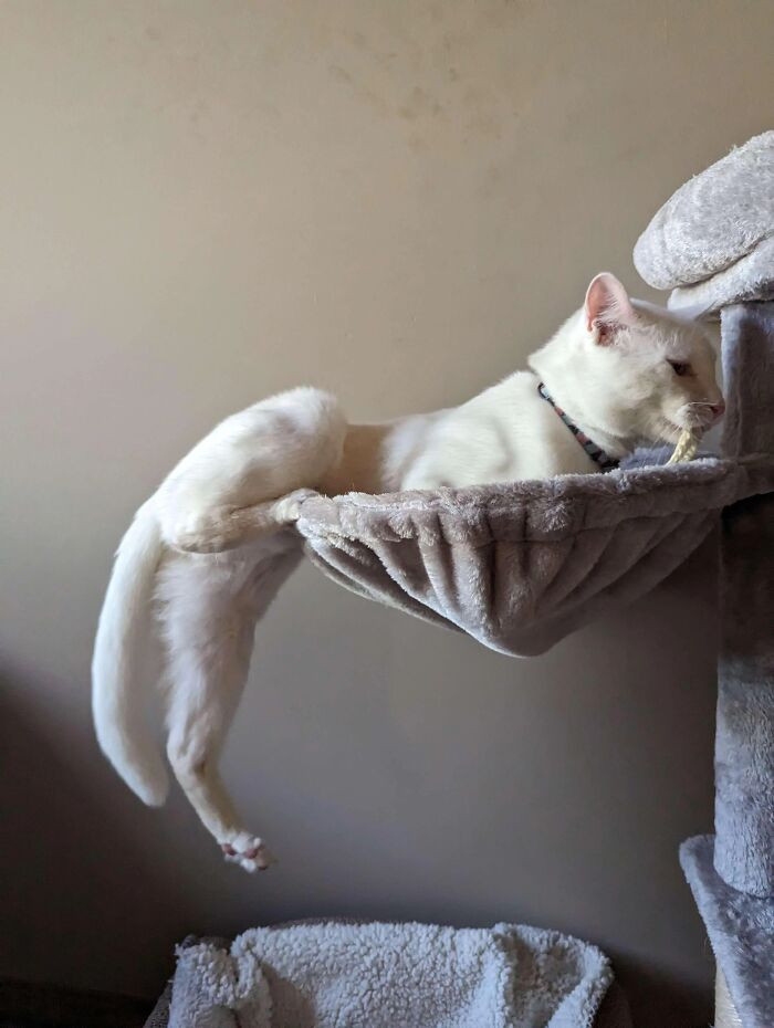 Cat Beatrix Kiddo in a flexible sleeping pose, any time, any place