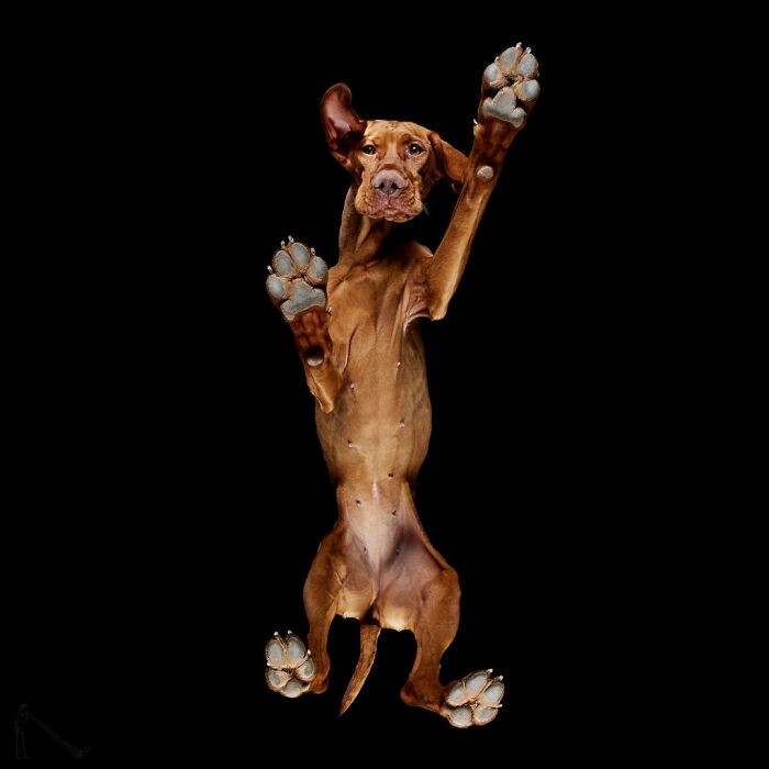 38. “This dog clearly didn’t read the memo about staying calm during photoshoots.”