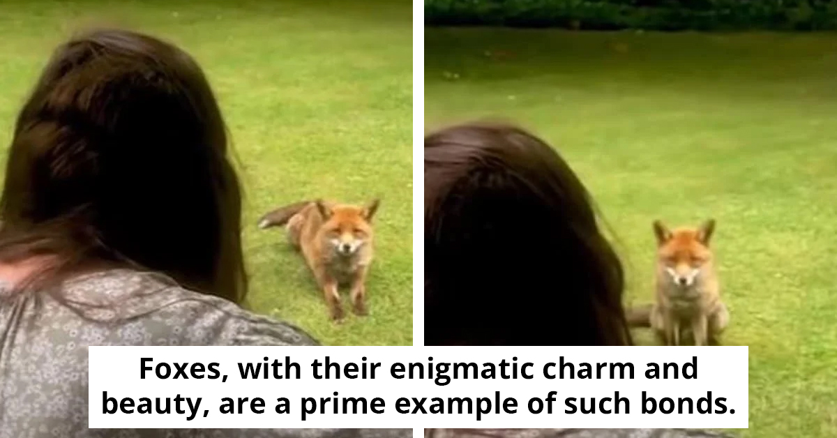 Woman's Lullaby Creates Unbreakable Bond With Frequent Fox Visitor