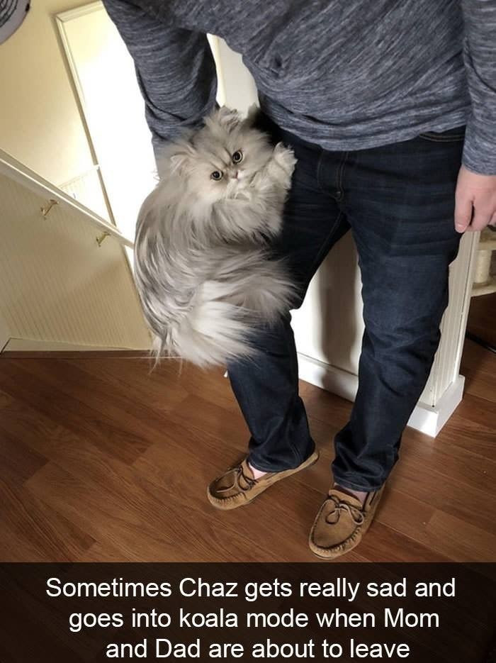 17. Chaz and koala mode.