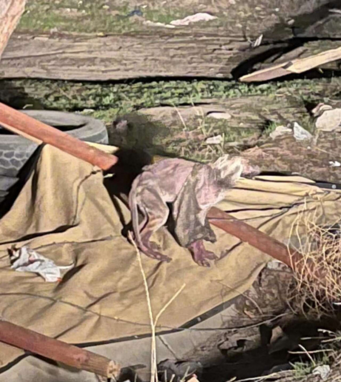 She was so skinny, her rescuer thought she was a coyote. She also had mange and scabies. But after a six-week treatment