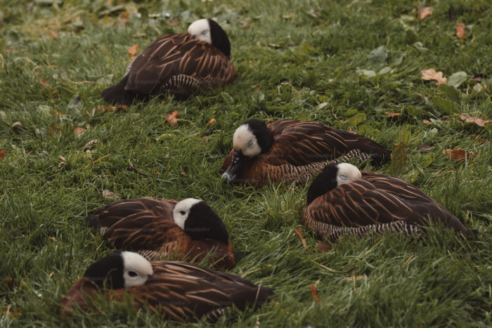 Where Do Birds Sleep at Night?