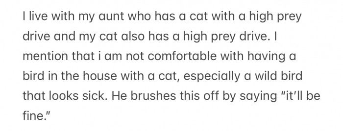 OP worried that her aunt's cat might hurt the bird.