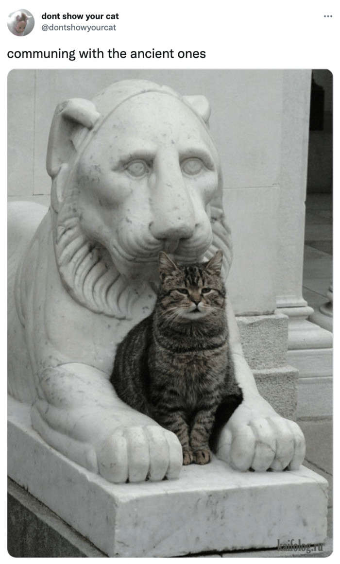 6. If cats were religious.