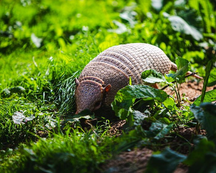 16. Armadillos