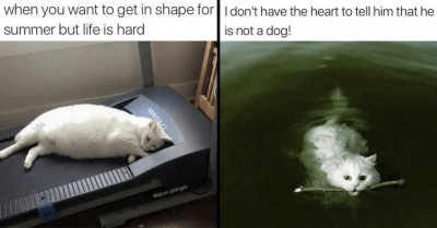 22 Purrfectly Silly Cat Memes Any Cat Lover Would Love