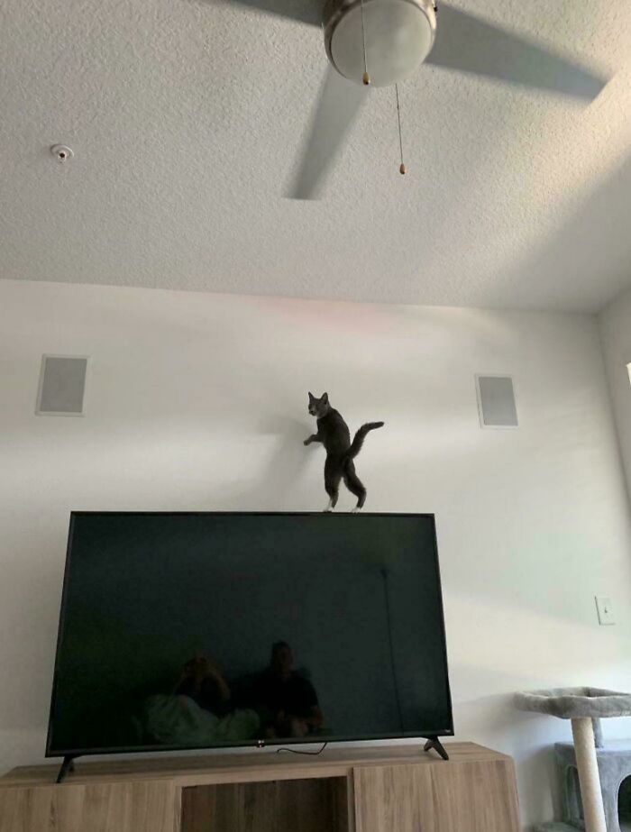 46. Mission Impossible: Living Room Edition.