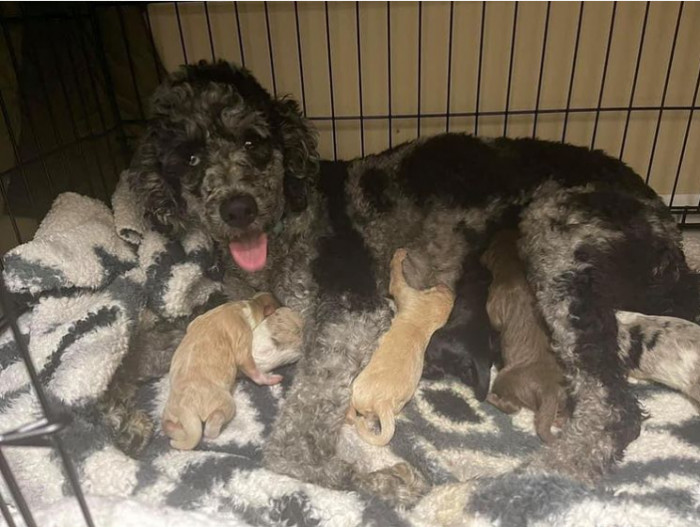 37. This poodle mama looks like she's been working HARD