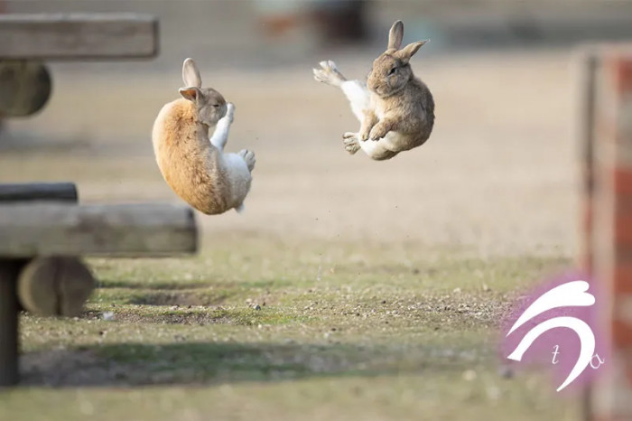 People could not get enough of the two battling bunnies and instantly began obsessing over them.