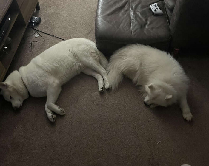 Hugo is more independent, while Ice would love to be on someone’s lap at all times