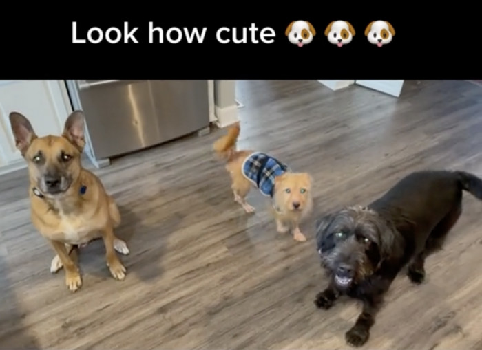 He absolutely looks like he belongs with them