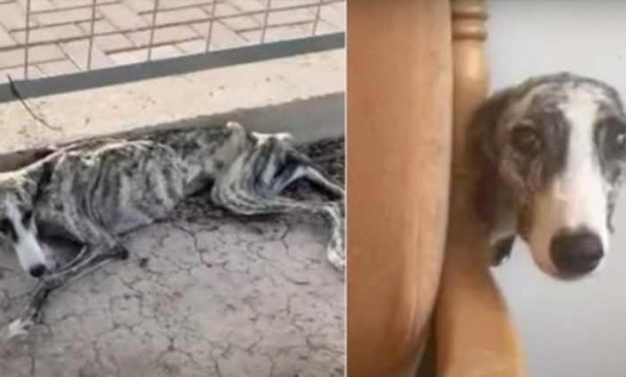 You can see just how skinny the dog was in this photo.