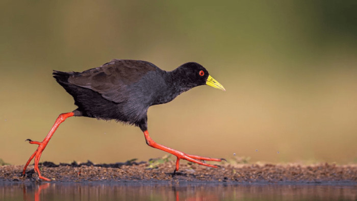 19. How a black crake walks