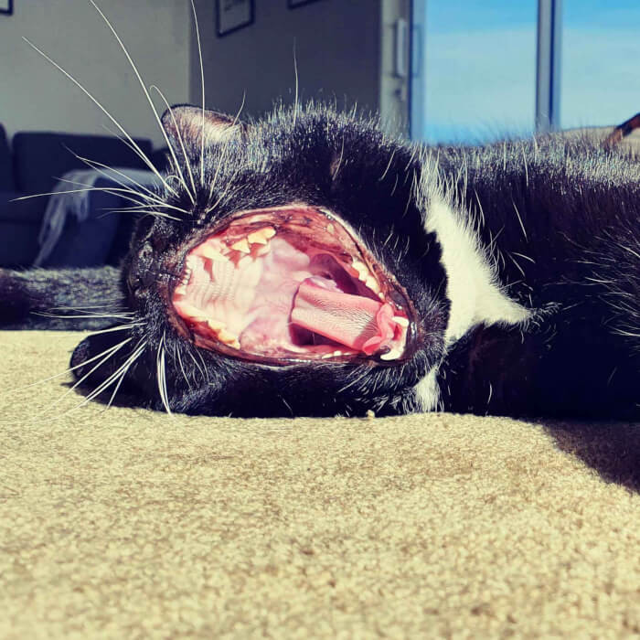 Coco Says "Yes... The Inside of the Seal's Mouth Did Look Like This"