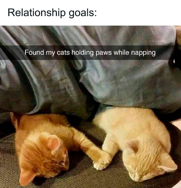 35. Taking care of each other even when they are napping