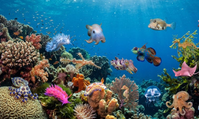 15 Rare Cute Sea Animals That Look Almost Imaginary