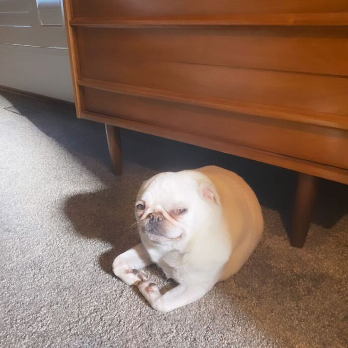 "This Is My Arto That I Lost A Year Ago. I Made It An iPhone Sticker That My Friends And I Send Each Other From Time To Time… I Don’t Even Know What's Happening 🤷🏻‍♀️"