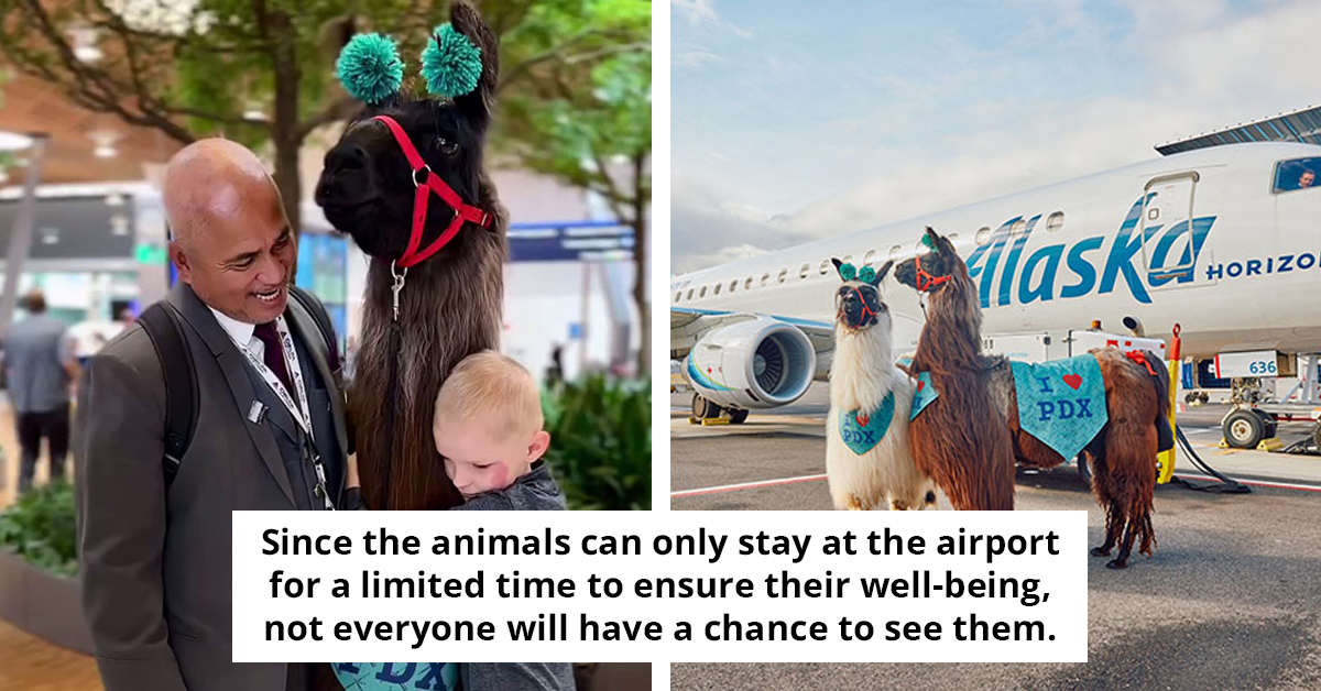Portland Airport Gains Popularity Online For Its Therapy Liamas