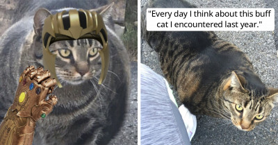 You’ve Probably Ran Into A “Buff Cat” Meme – Now It’s Time To Get To Know The Cat Behind The Meme