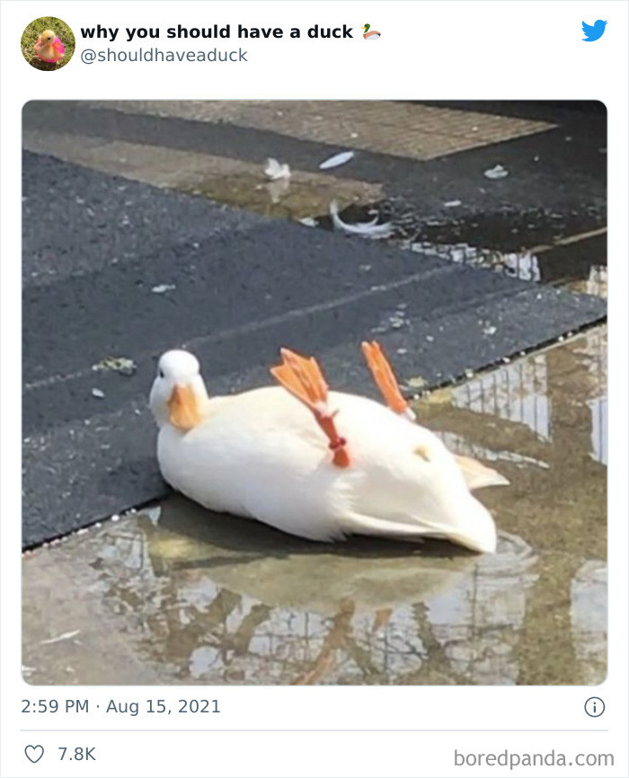 15. Is this duck having a good time or what?