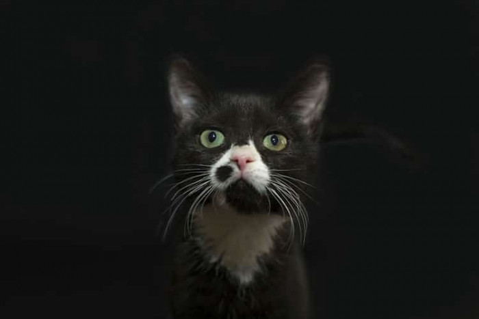 Christopher created a series of photos that feature black felines against a black background.